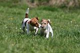 JACK RUSSEL 139